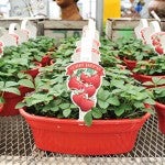 With spring finally making a showing people can start thinking to their gardens and what they will plant. Strawberries were among the different plants available at Jim's Superfresh.