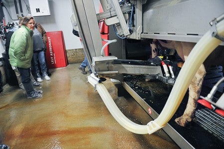Angie Stout watches a robotic milking machine milk a cow.