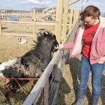 Brenna Scanlan plays with one of the goats on the Red Barn Learning Farm east of Hayfield Wednesday afternoon.