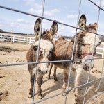 The Red Barn Learning Farm has a wide variety of animals on their farm for kids to learn and experience including a pair of donkeys.