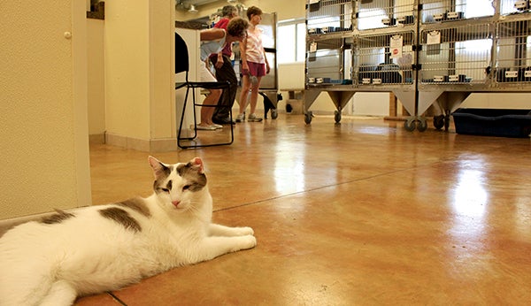 Adam, one of many cats at the Mower County Humane Society, enjoys a cool floor Monday afternoon while volunteers clean enclosures for the first day at the new facility. Volunteers moved all 130 cats into the new facility on Sunday, and the dogs will be soon to follow.