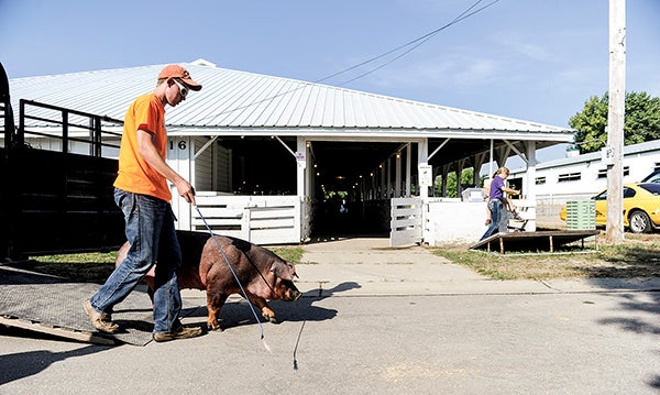 T.J. Hanson of Lake Mills, Iowa herds a pig off a trailer Saturday morning as Hanson and his dad, Mike Hanson, set up for this year’s National Barrow Show. -- Eric Johnson/photodesk@austindailyherald.com