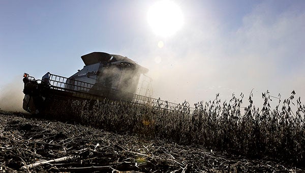 Roger Toquam rumbles through a field of soybeans on his farm northeast of Blooming Prairie Thursday afternoon. Eric Johnson/photodesk@austindailyherald.com