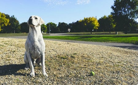 Billy Jack waits patient to go chasing after his ball. Eric Johnson/photodesk@austindailyherald.com