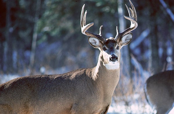 Minnesota’s deer hunting season is getting underway this weekend in Minnesota. -- Photo provided by the DNR