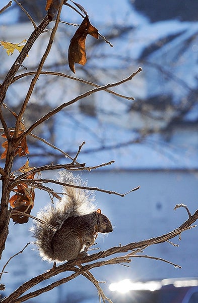 A squirrel spends a chilly afternoon Tuesday hanging out on branch in the front yard of the Hormel Historic Home. -- Eric Johnson