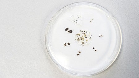 A petri dish displays the different parts of a bed bug’s life cycle. 