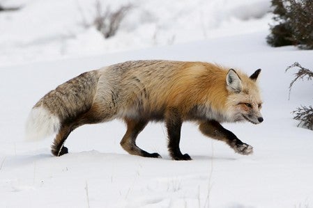 Walking in the Jay C. Nature Center may offer the opportunity to photograph fox, like this picture taken by Austin photographer John Duren who is leading the winter family photography class at the Nature Center. Photo by John Duren