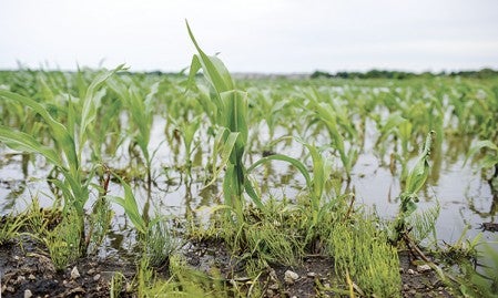 Corn stands in a field filled with water just south of Austin Thursday.