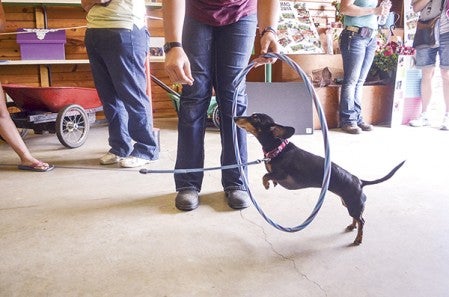 Rosie, belonging to Elizabeth Carlson, jumps through a hoop during the 4-H pet show.  Alex Smith/alex.smith@austindailyherald.com