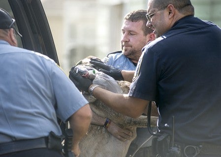 Austin Police officer Ryan Leif and CSO Ernesto Cantu, right,  rush a dog rescued from a house fire Saturday to a waiting vehicle to take him to the vet. The dog was up and walking by the time they reached the vet according to Fire Chief Jim McCoy. Eric Johnson/photodesk@austindailyherald.com