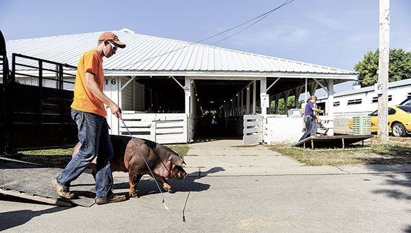 T.J. Hanson of Lake Mills, Iowa, herds a pig off a trailer last year for theNational Barrow Show. The annual show returns to Austin for its 68th year starting Sunday. Herald file photo