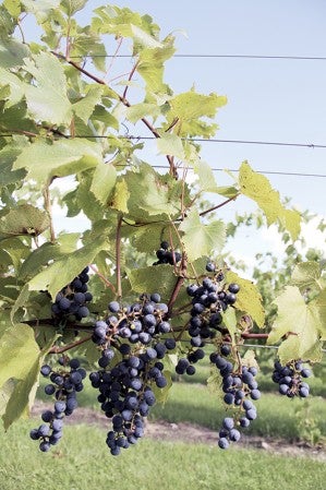 Grapes wait to be picked during the harvest at Four Daughters.