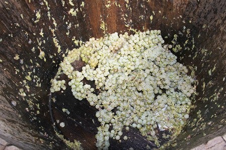 Grapes wait to be stomped in a barrel. 
