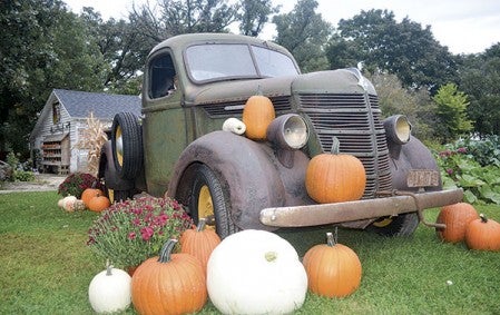 An old pick-up truck sits at Farmer John’s Pumpkin Patch. This was set up for one of the many photo ops offered at the farm. Jenae Hackensmith/jenae.hackensmith@austindailyherald.com