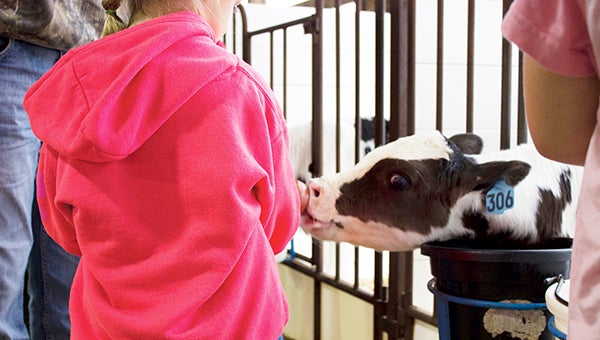 Halverson Elementary School and St. Theodores Catholic School third-graders got a chance to learn about the farm Wednesday and Thursday, including feeding calves at John Miller’s dairy farm near Oakland. -- Hannah Dillon/newsroom@austindailyherald.com