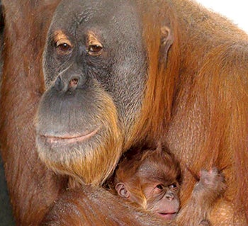 Markisa, a 28-year-old Sumatran orangutan, gave birth to her daughter Kemala on Jan. 7. The baby’s name was announced this week. -- Photo provided by Como Zoo