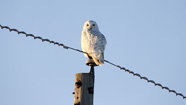 A snowy owl sits on a telephone pole. Merlene Stiles, president of the Audubon Club, and Peter Mattson, treasurer of the Audubon Club, went looking over snow-covered fields Monday afternoon to look for the owls. Although they saw one, this owl was photographed a few weeks prior to that trip. Photo provided