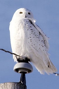 A member of the Austin Audubon Club snapped this picture of a snowy owl near Blooming Prairie.  Photo provided