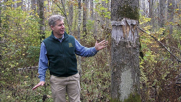 U.S. Forest Service Researcher Brian Palik explained how a black ash tree on the Chippewa National Forest in north-central Minn. was “girdled” to simulate being killed by an emerald ash borer, on Oct. 2, 2014. Dan Kraker/MPR news 