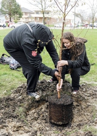 Austin High School juniors and members of the Go Green Club Alisa Hughes, right, and Nyajuok Puok lower a tree into its hole near the main entrance of Austin High School Friday. The tree was planted in honor of Arbor Day. Eric Johnson/photodesk@austindailyherald.com
