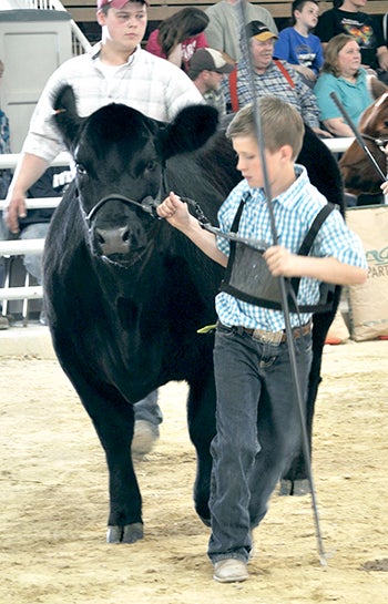 A boy participates in the Minnesota Junior Spring Classic Beef Show last weekend.