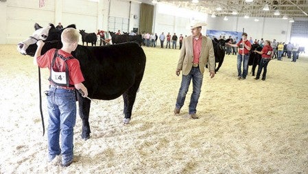 Judge Cary Crow of Franklin, Texas, looks over Quinten Frederick’s heifer during the Northern Regional Simmental Junior Cattle Show Thursday afternoon at the Mower County Fairgrounds. Frederick is from Chadwick, Illinois. 