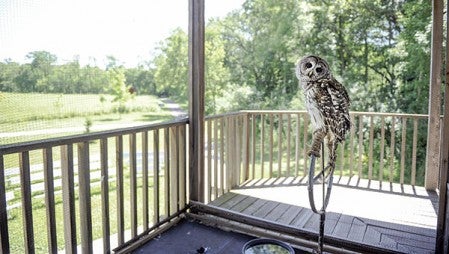 The Jay C. Hormel Nature Center’s educational owl Guka perches in his new enclosure on the balcony of the visitor’s center Monday. He also has a new roost below.  Eric Johnson/photodesk@austindailyherald.com