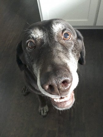 Bernie, a chocolate lab, was diagnosed with cancer and is now working to complete a bucket list Kacy Vander Horst, her owner, created. Photo provided