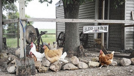 Chickens roam about in their pen on the Hanson family farm Thursday south of Austin.