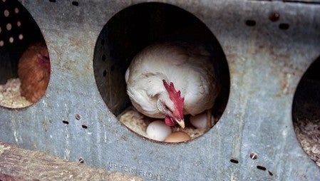A chicken on the Hanson family farm checks out some eggs Thursday. 