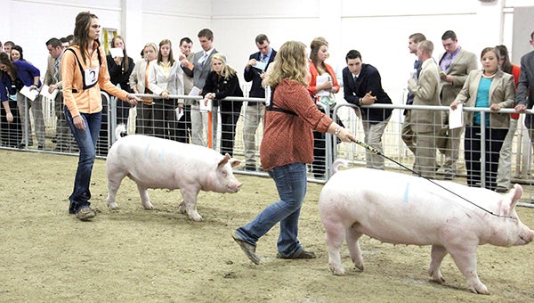 College, 4-H and FFA students watch as hogs are corralled through a ring at Crane Pavilion of the Mower County Fairgrounds. -- Jason Schoonover/jason.schoonover@austindailyherald.com