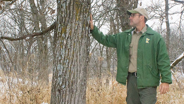 Myre-Big Island State Park Assistant Park Manager Tom Wanous inspects a tree that is destined for removal this winter. Sam Wilmes/Albert Lea Tribune