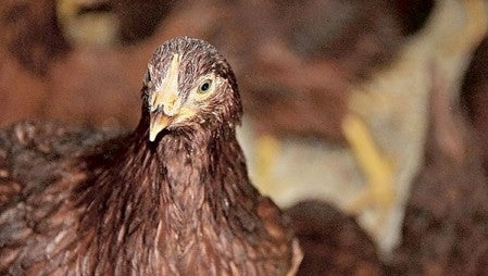 Chickens were under quarantine on a farm in eastern Swift County on May 6, 2015.  Mark Zdechlik/MPR News
