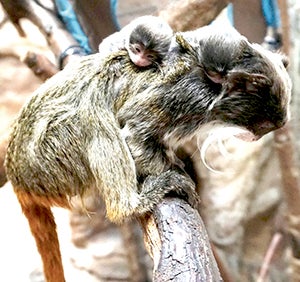 South American Emperor Tamarin twins will  debut duringComo Zoo’s popular “Woo At The Zoo” weekend on Feb. 13-15. -- Photo provided