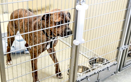 Louis was one of two dogs taken by police from an abusive home situation. Louis may have some mastiff breed in him. 