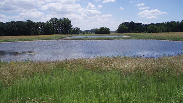 This image shows a CREP project in Lansing Township north of Austin that was created about 10 years ago during Minnesota’s second round of CREP. -- Photo provided by Mower SWCD/CRWD). 