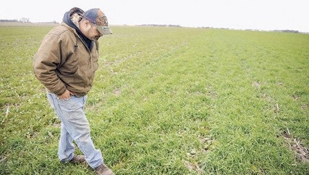 Tom Cotter looks over a field of green, an example of the use of cover crops. 