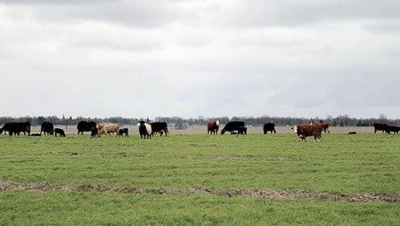Cows graze in field belonging to Tom Cotter Friday morning. Instead of cement, his cattle can stand on a fields of cover crops. 