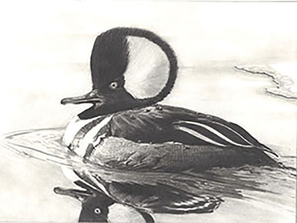 Keenan Schultz, 18, of Dexter received Runner-Up Best of Show honors in this year’s Minnesota Junior Duck Stamp Program for this hooded merganser in graphite titled “Early Spring.” Photo provided