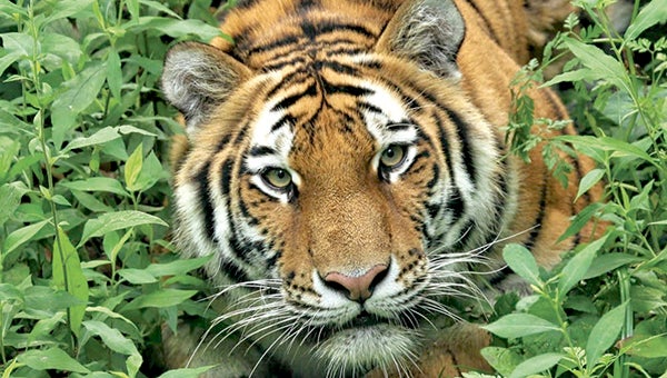 Nadya, an Amur tiger at the Minnesota Zoo, died unexpectedly over the weekend. -- Peter Z for the Minnesota Zoo
