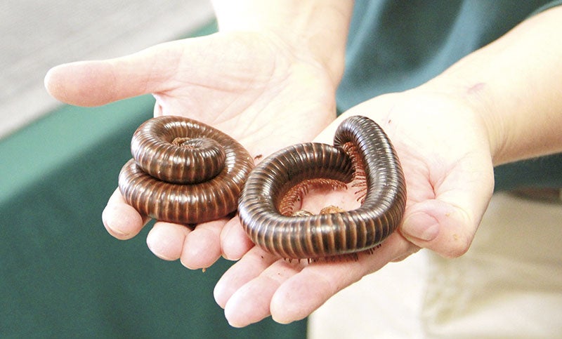 Zoomobile Naturalist Chris Ness holds two giant African millipede. 