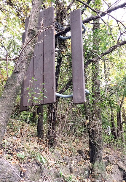 Picnic table hanging from a tree above me while walking the Cedar River’s south shoreline behind Austin’s bandshell. Photo provided