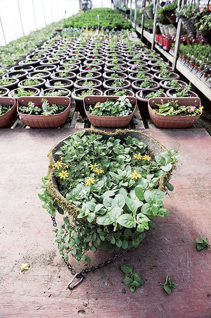 The baskets will once again be grown at Hilltop Greenhouse in rural Hollandale. Herald file photo