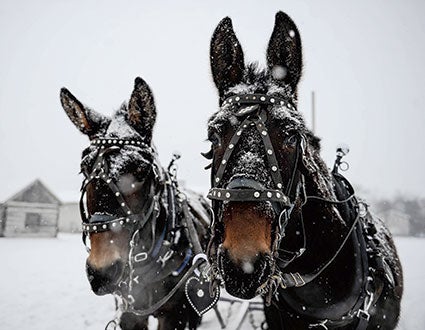 A pair of mules weathers Saturday’s snowfall.