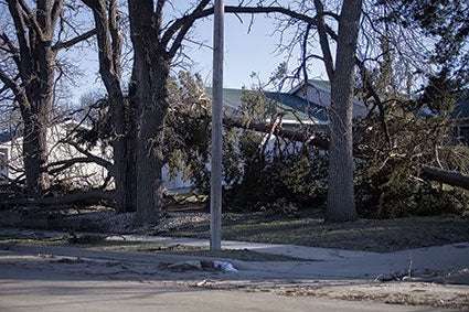 Downed trees and tree limbs could be seen throughout Clarks Grove on Tuesday morning following Monday night’s storm. Colleen Harrison/Austin Daily Hearld