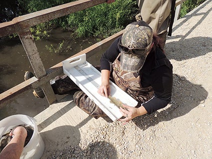 A University of Minnesota student measures one of the fish collected last August during an electrofishing survey on the North Branch. Photo provided