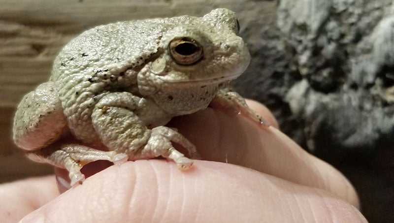Nature notes: Frogs in February? - Austin Daily Herald | Austin Daily Herald