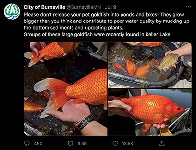 worlds biggest goldfish